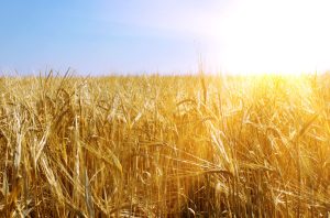 Agriculture & Farming