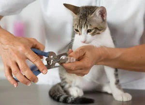 Pets & Animals