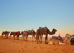 Travel & Tourism